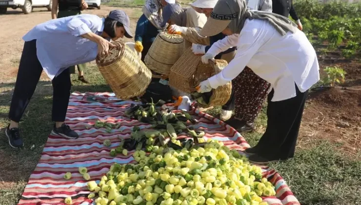 Diyarbakır Kadın Komün Kent Bostanlarında ilk hasat