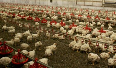 Avustralya, risk altındaki yerli kuşları “H5N1” türü kuş gribine karşı aşılayacak