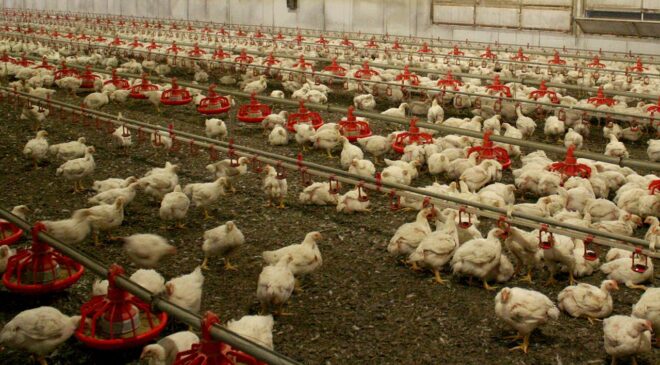 Avustralya, risk altındaki yerli kuşları “H5N1” türü kuş gribine karşı aşılayacak
