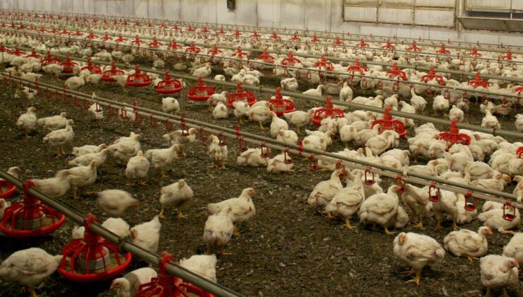 Avustralya, risk altındaki yerli kuşları “H5N1” türü kuş gribine karşı aşılayacak