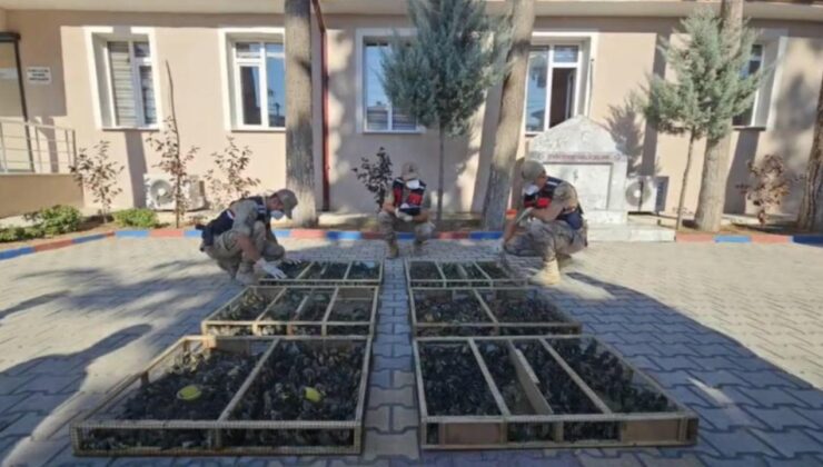 Traktör römorkundan binlerce saka kuşu çıktı, sürücüye 19,8 milyon ceza