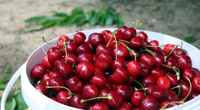 Türk kirazı 52 ülkenin sofrasında: 235 milyon dolarlık gelir