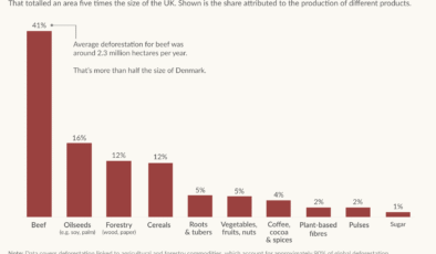 21. yüzyılda ormansızlaşmaya ne sebep oldu?