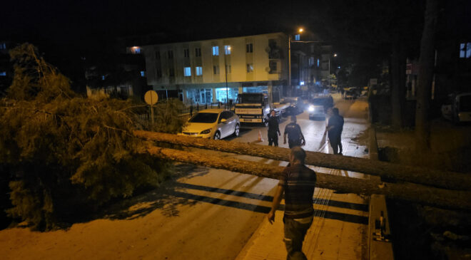 Rüzgara dayanamayan çam ağacı araçların üzerine devrildi