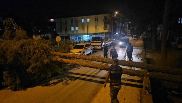 Rüzgara dayanamayan çam ağacı araçların üzerine devrildi