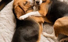Alerjiye Neden Olan Proteini Ortadan Kaldırmak İçin Genetiği Değiştirilen Dünyanın İlk Köpekleri İkinci Doğum Günlerini Kutluyor