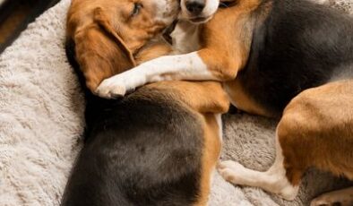 Alerjiye Neden Olan Proteini Ortadan Kaldırmak İçin Genetiği Değiştirilen Dünyanın İlk Köpekleri İkinci Doğum Günlerini Kutluyor