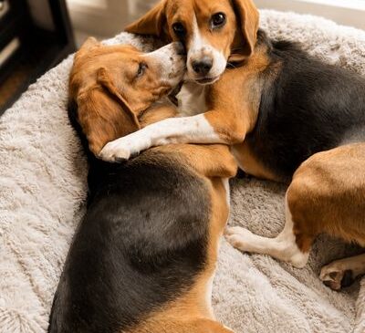 Alerjiye Neden Olan Proteini Ortadan Kaldırmak İçin Genetiği Değiştirilen Dünyanın İlk Köpekleri İkinci Doğum Günlerini Kutluyor