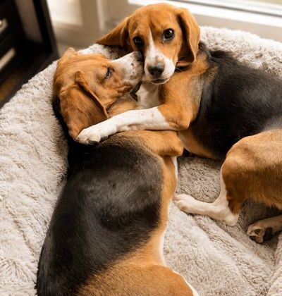 Alerjiye Neden Olan Proteini Ortadan Kaldırmak İçin Genetiği Değiştirilen Dünyanın İlk Köpekleri İkinci Doğum Günlerini Kutluyor