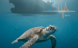 Deniz kaplumbağaları gürültüyü duyuyor: Kemp’s ridley