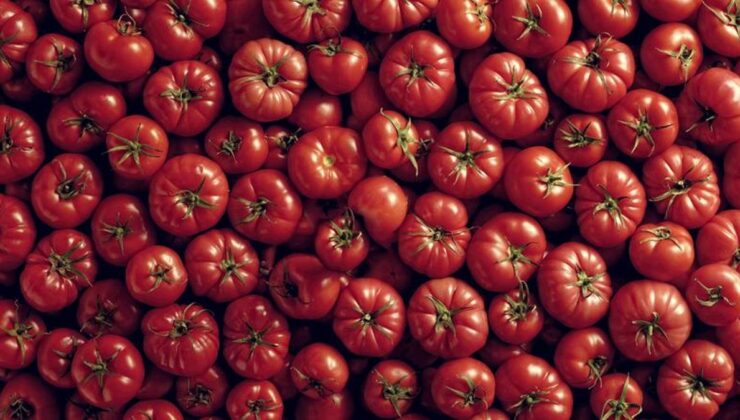 Domates ihracatı 9 ayda 304 milyon doları aştı – Ekonomi Haberleri