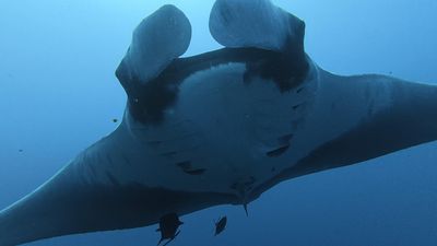 Bebek Manta Işınları Açık Okyanusla Karşılaşacak Kadar Büyüyene Kadar Sahile Yapışır
