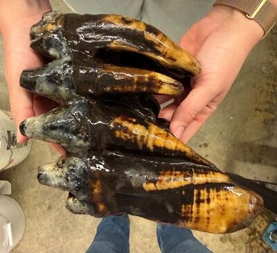 Kurbağa Yaşam Alanı Araştırması Yapan Şaşıran Bilim Adamları Tarafından Keşfedilen “Kusursuz” Fosil Mastodon Dişi